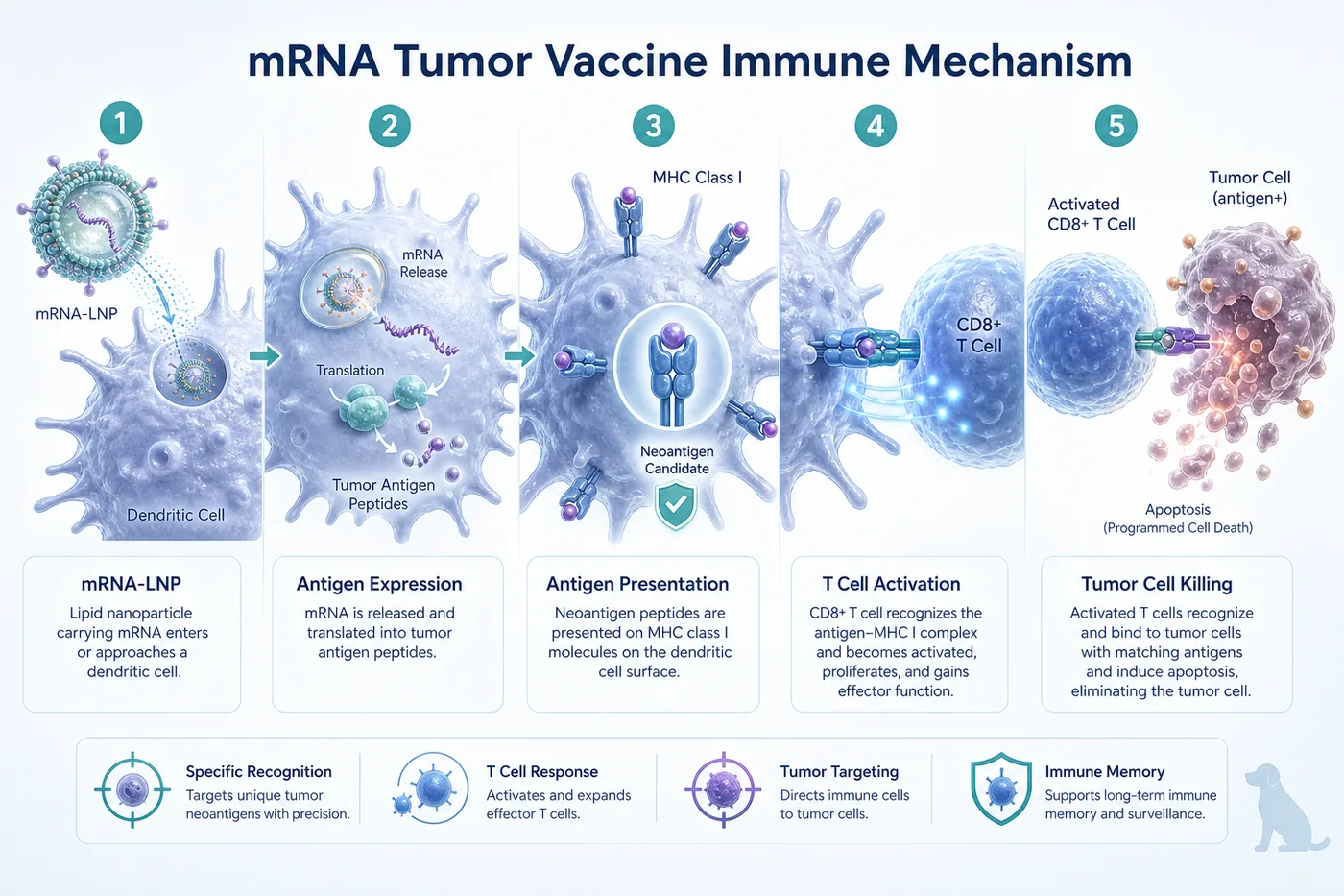 mRNA immunotherapy mechanism: tumor sequencing finds neoantigens, the mRNA formulation teaches the immune system to recognize and attack