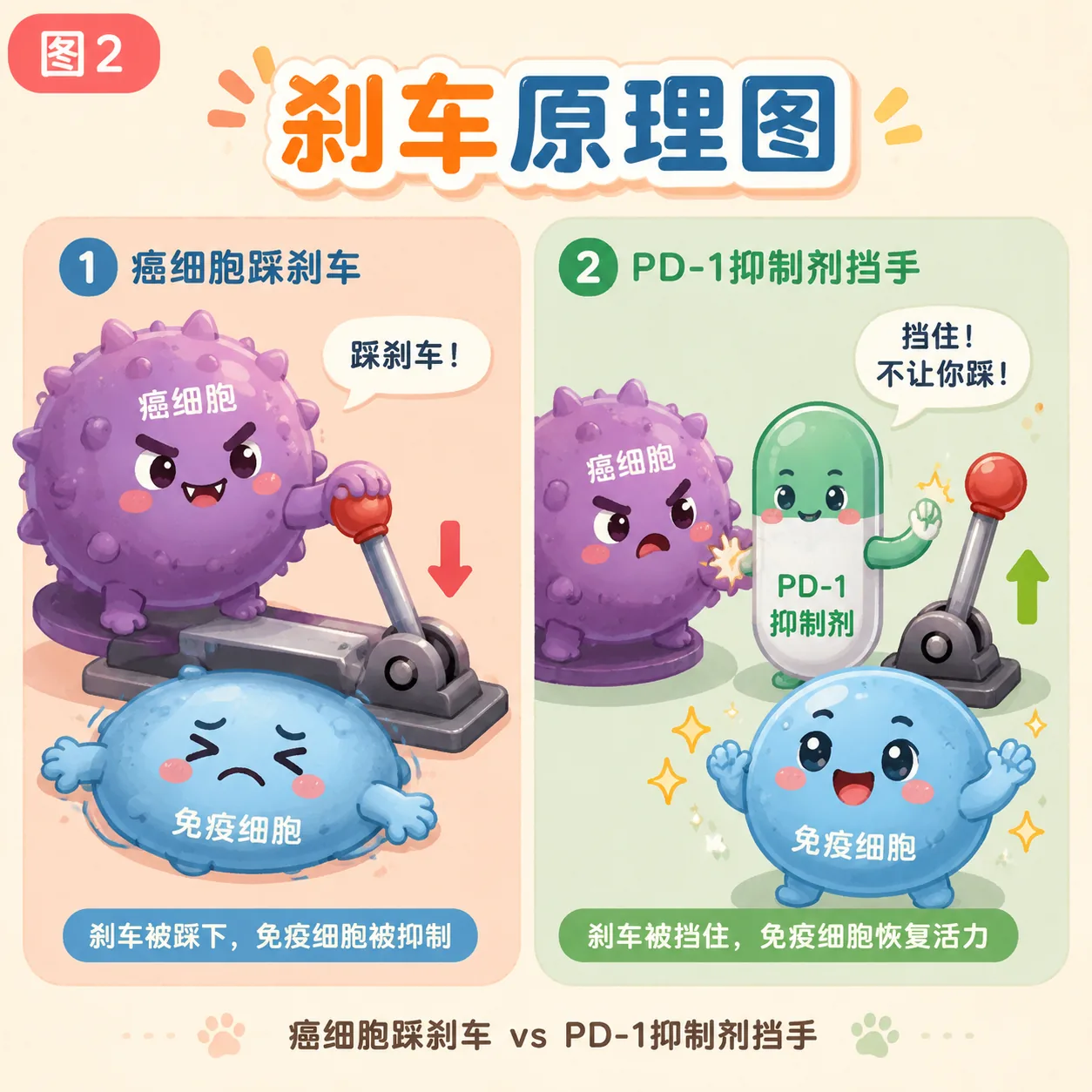 刹车原理:癌细胞踩刹车 vs 抑制剂挡手