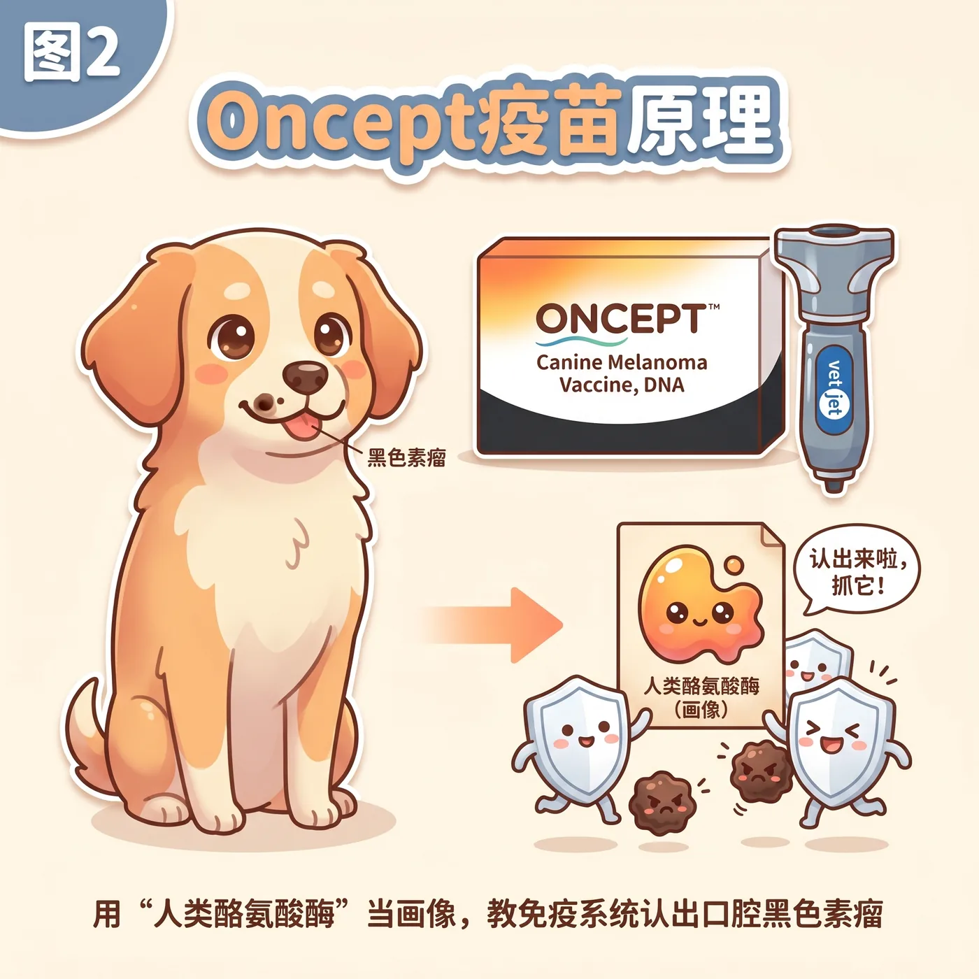 预防疫苗 vs 治疗疫苗