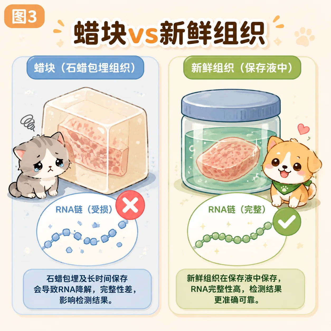 时间差陷阱:蜡块≠新鲜样本